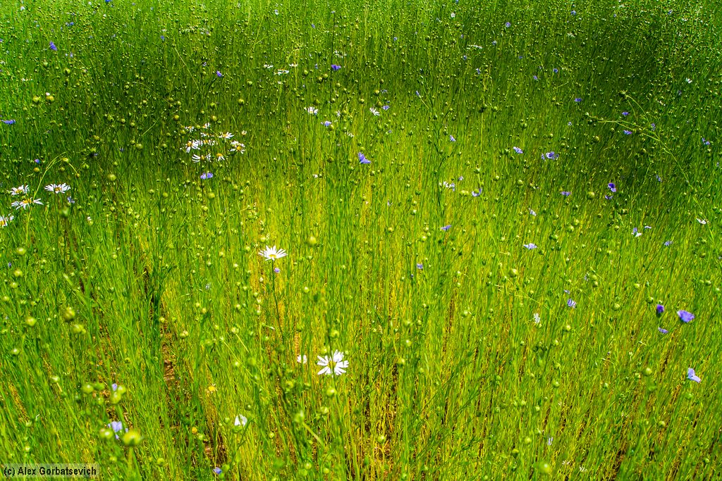 ������ ����