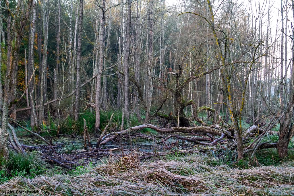 ���������� ������� ���������