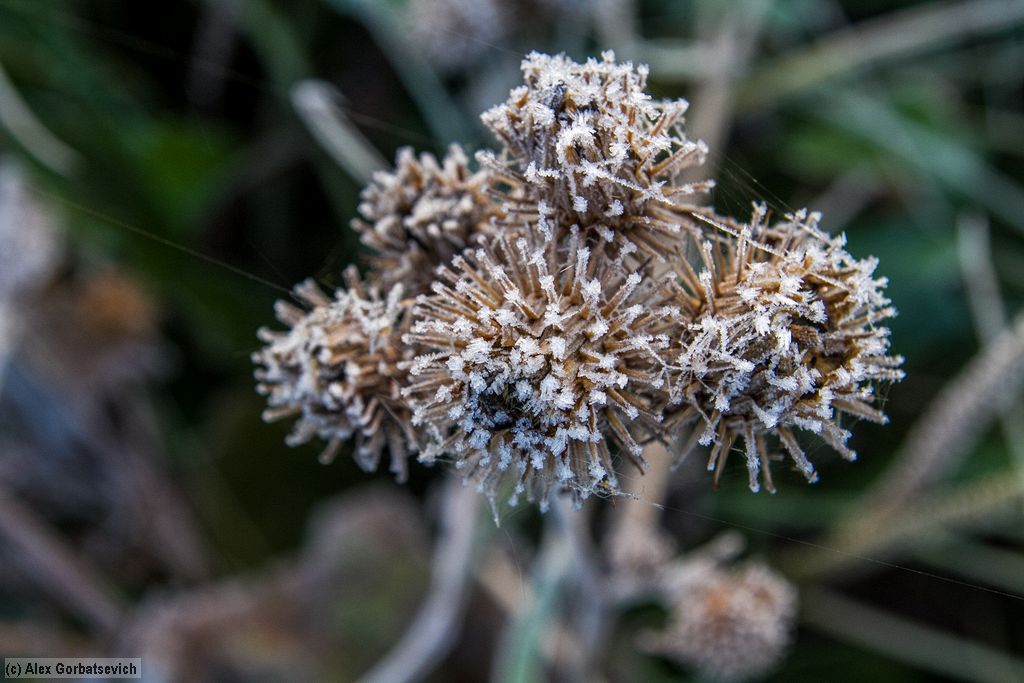 ������ �����