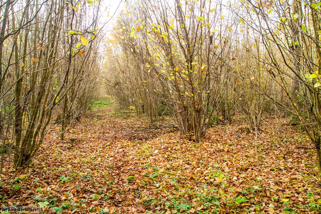 ����� �������