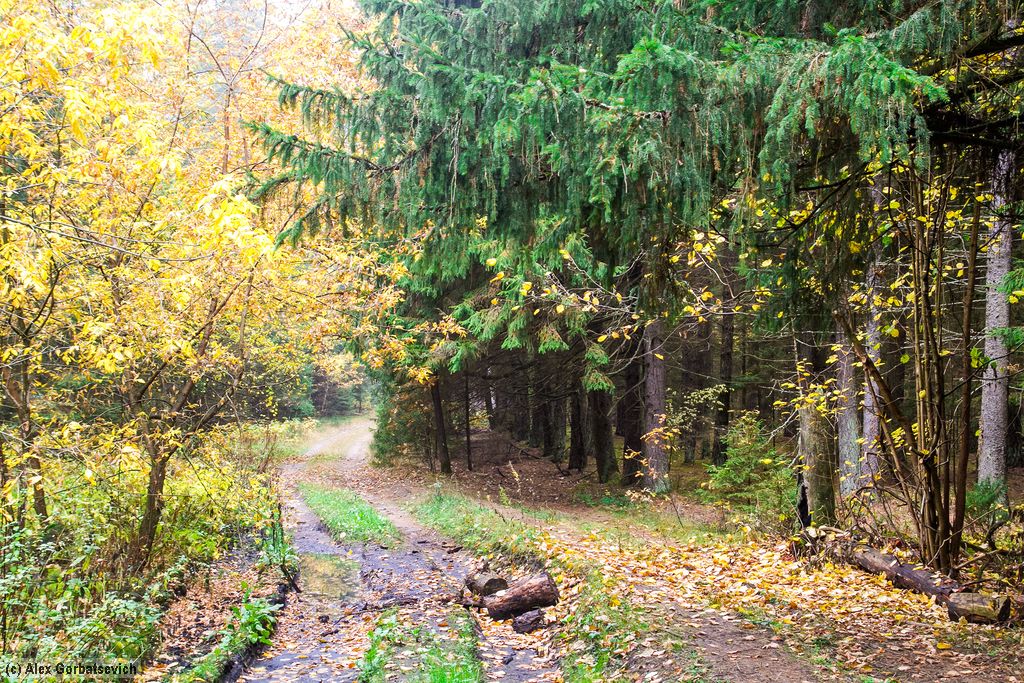 ������ ������