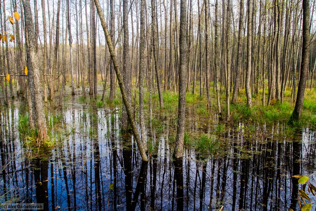 �������� �������