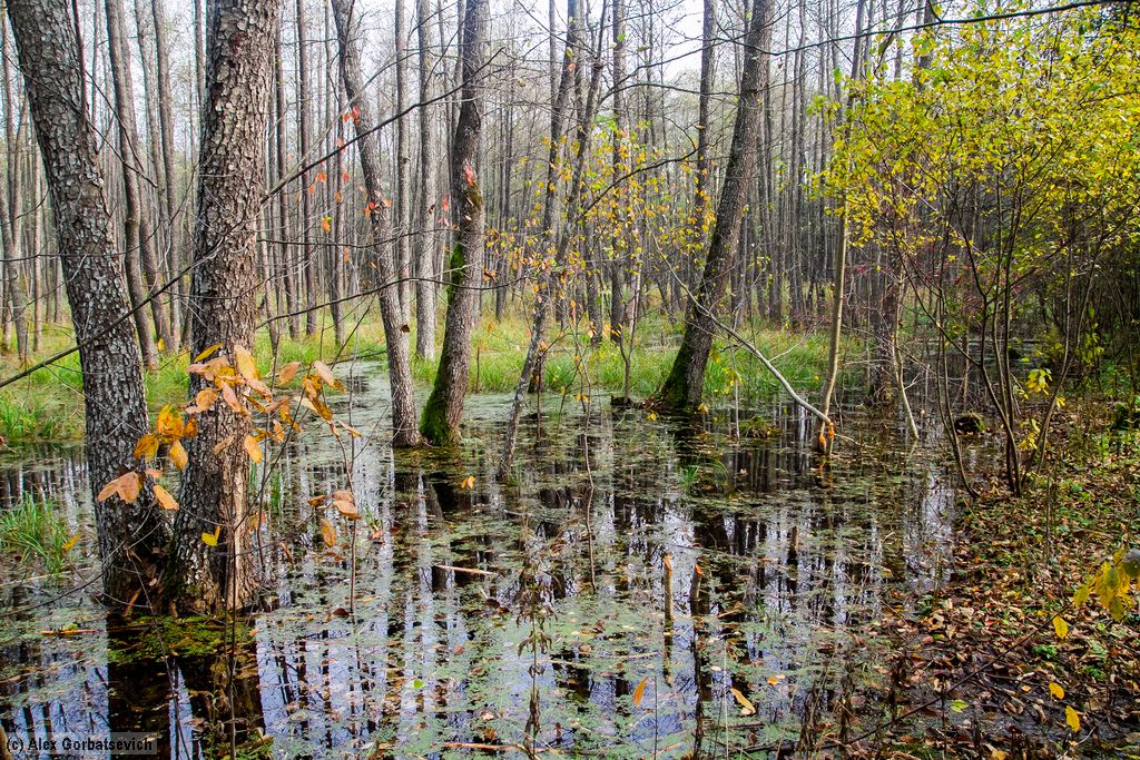 �������� �������