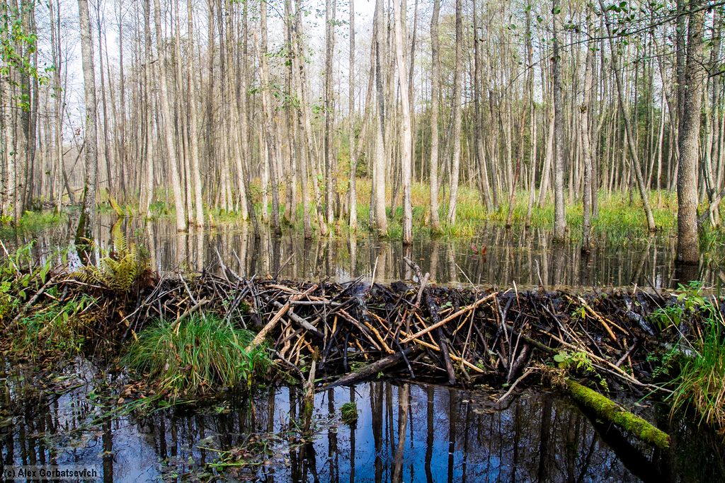 �������� �������