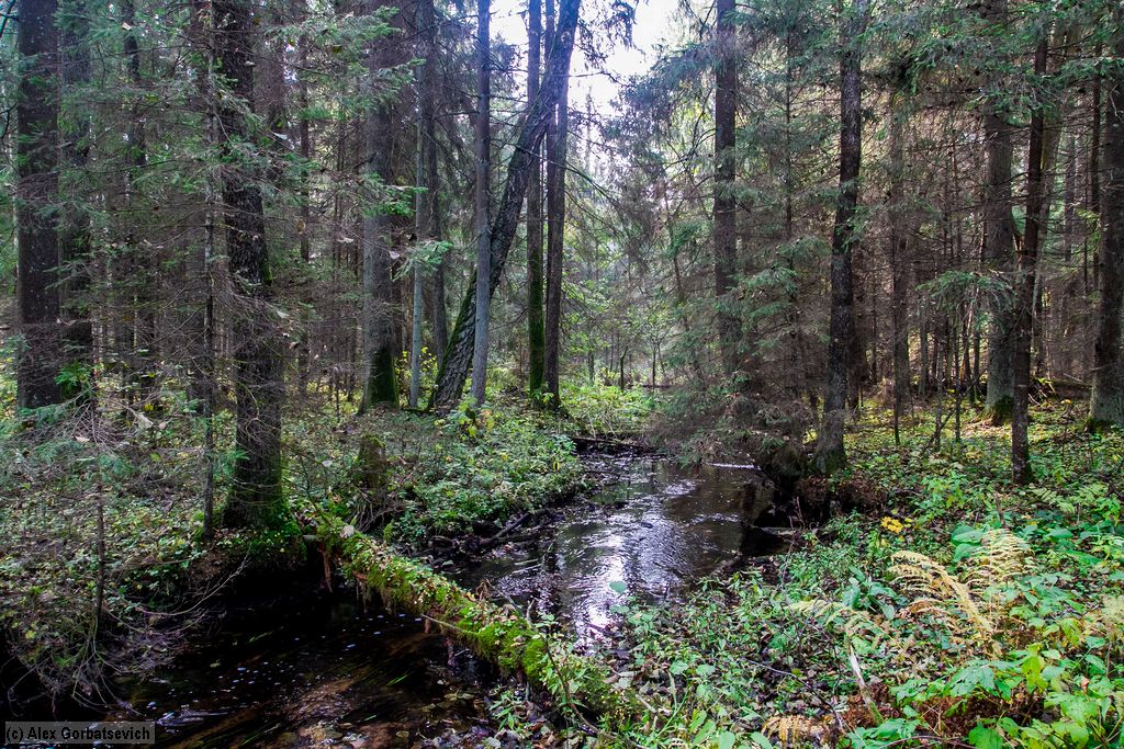 ������ �����