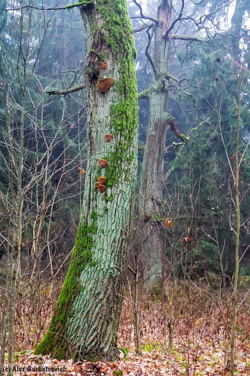 � �������