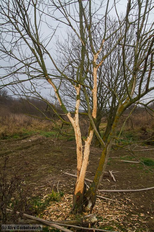 ����� ���������