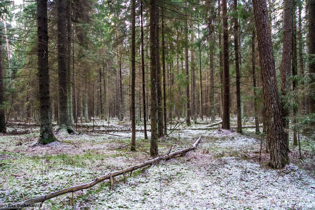 ������ ���