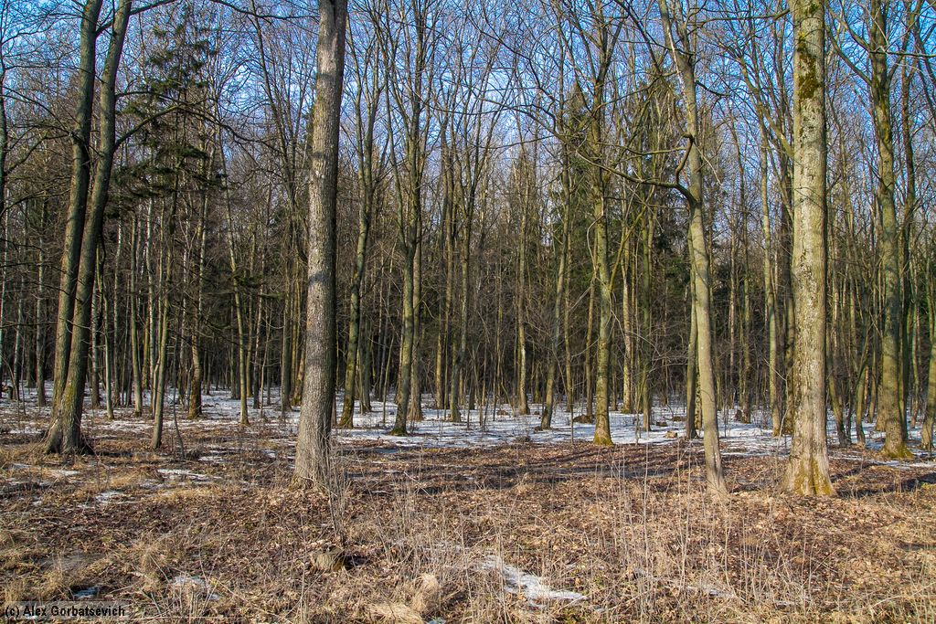 ������ ������