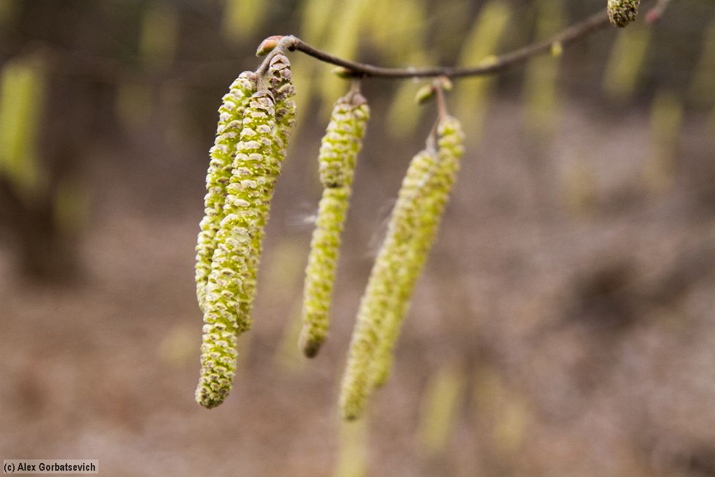 ������ �����