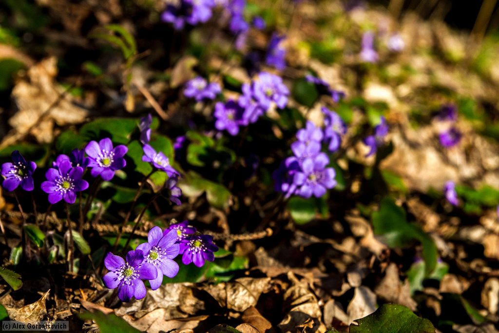 �����������