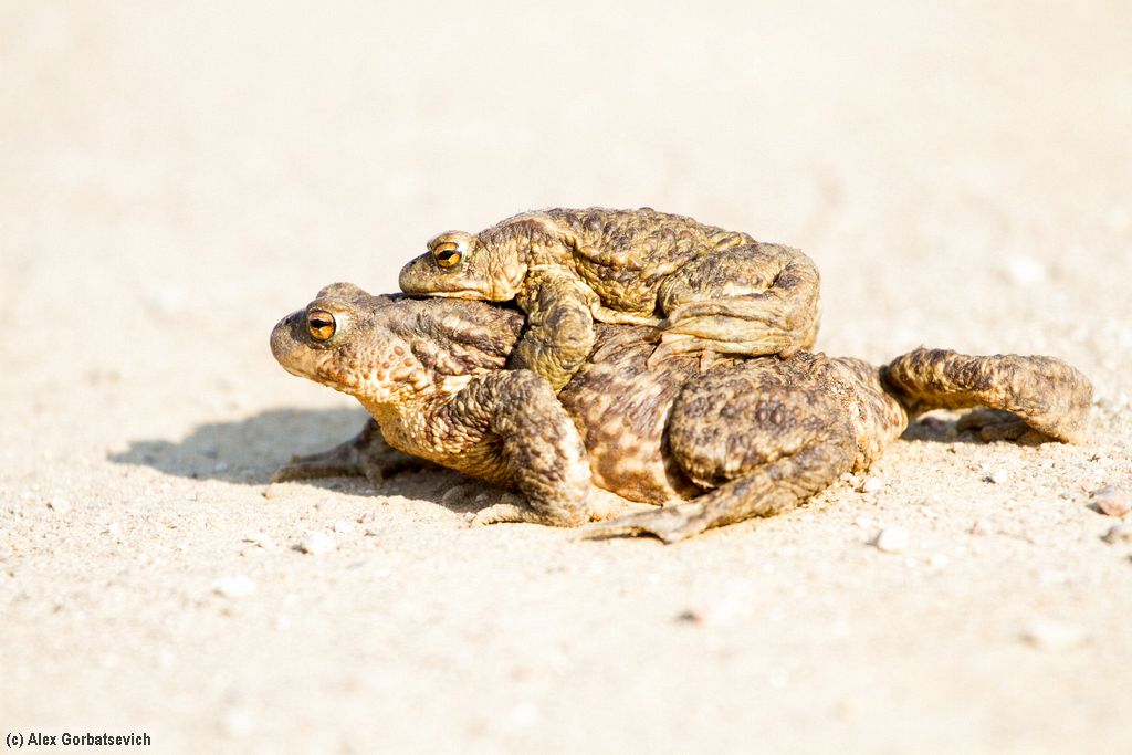 ������ ������ ����� �����