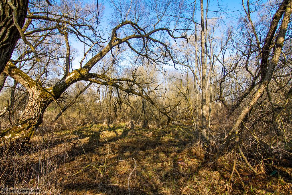 ����������� ���