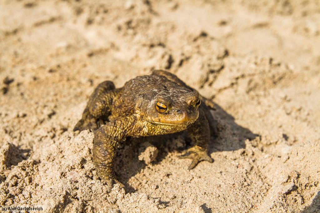 ���� ���������