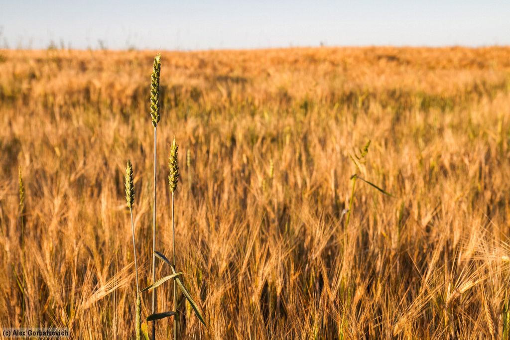 3 ��������