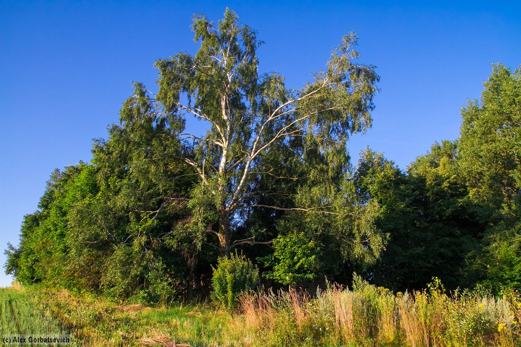 �� ������