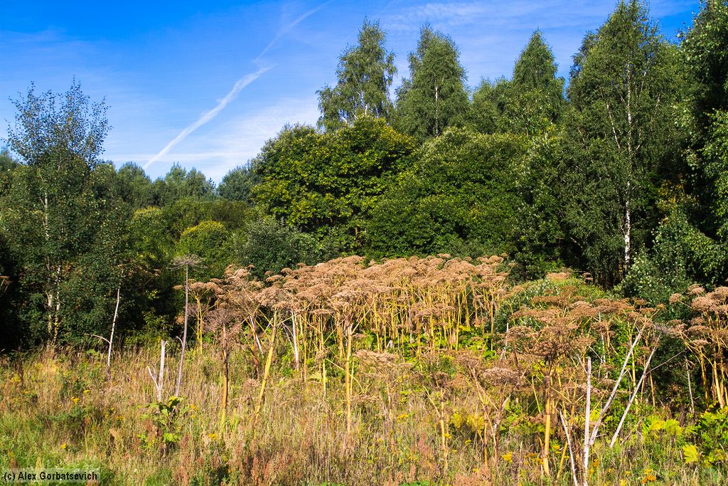 ������� �������