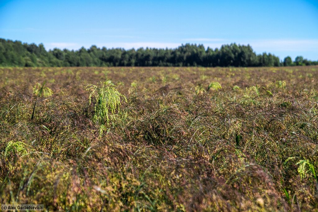 ���� ����� �������������