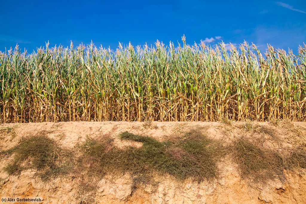 ����� ����