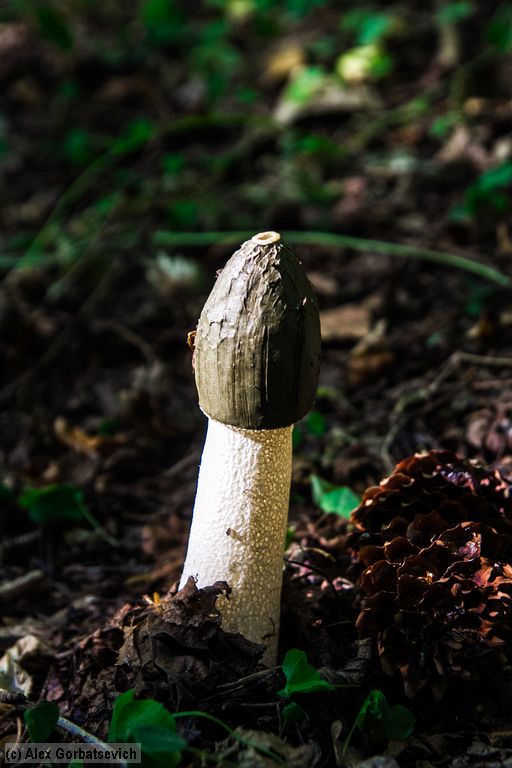 ������� ������������