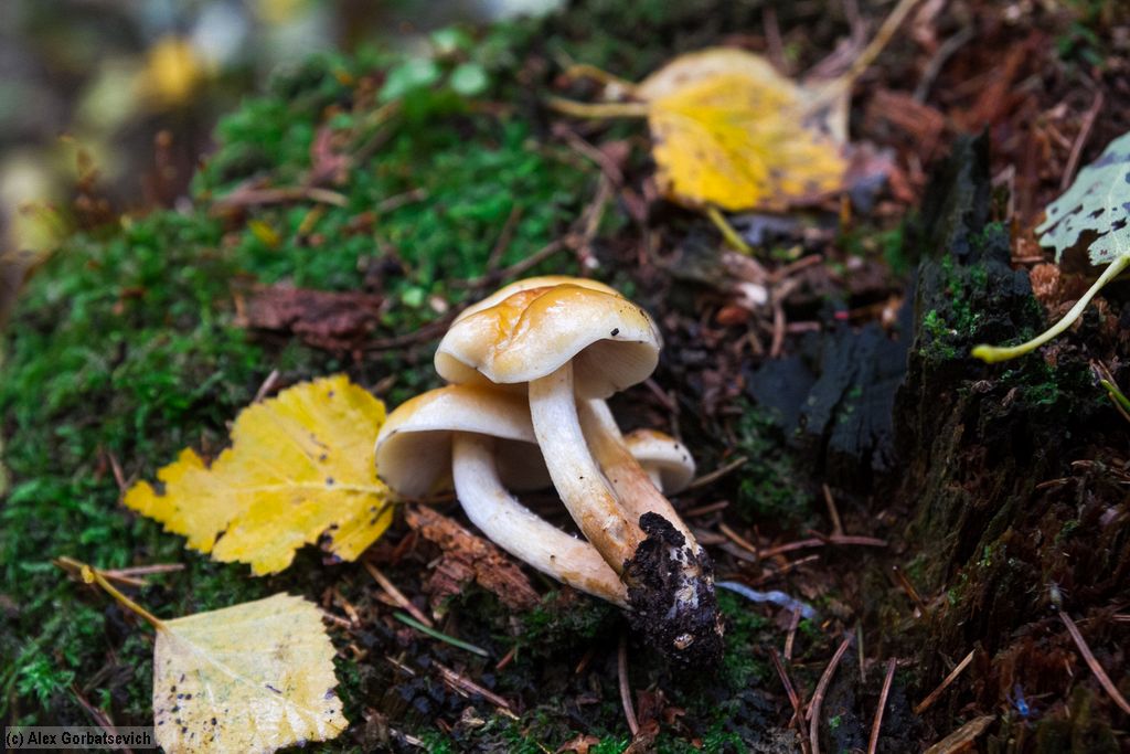 ������ ������