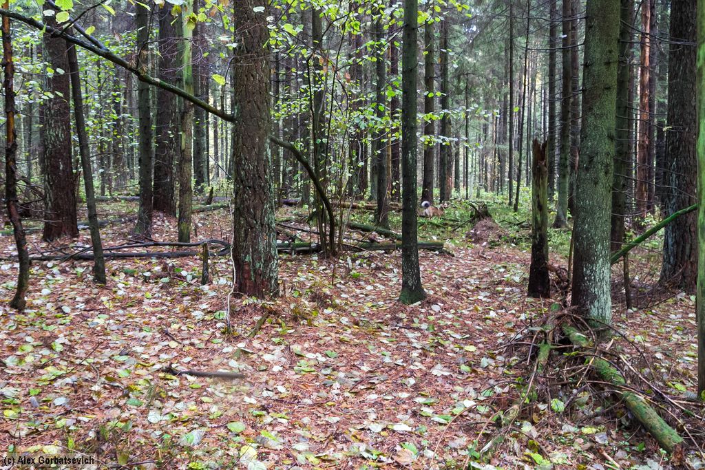 ������� ���