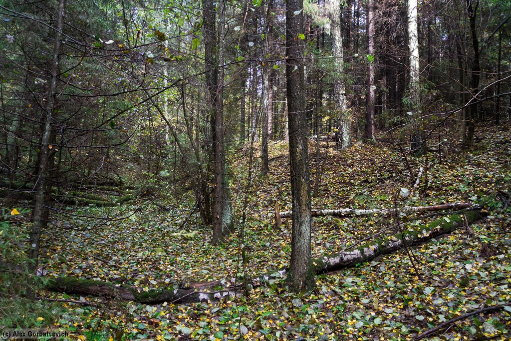 ������� ���