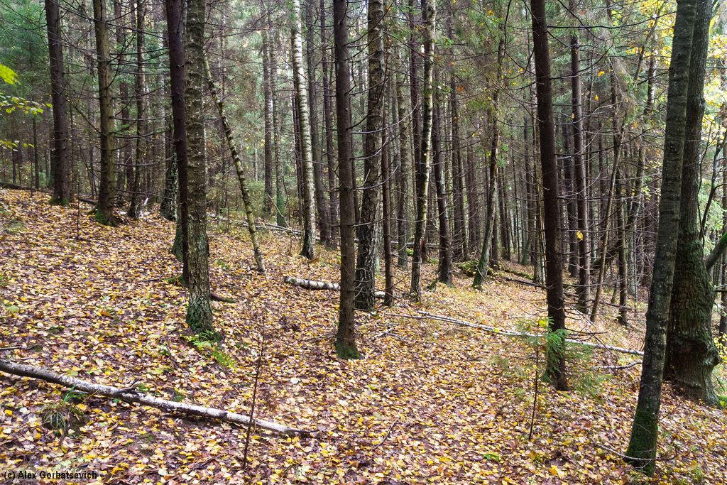 ������� ���