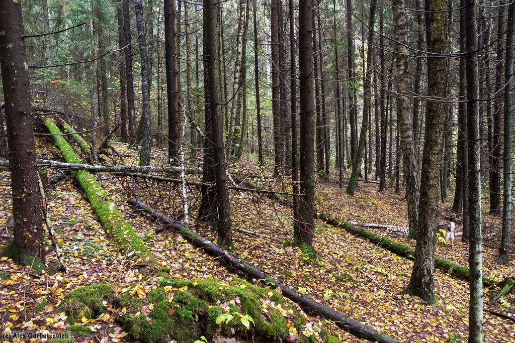 ������� ���