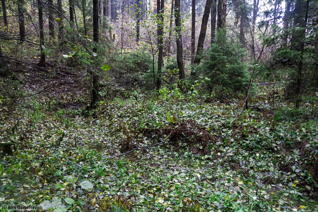 ������� ����