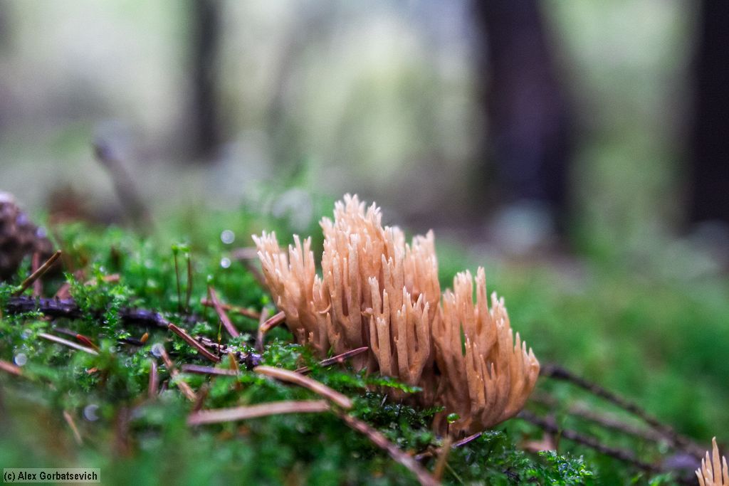 ������� ���