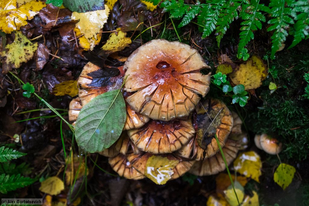 �������� �� ����� ������