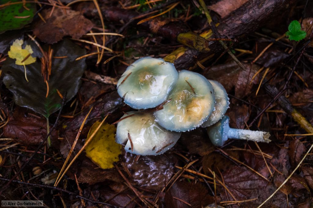 ��������� ����-�������