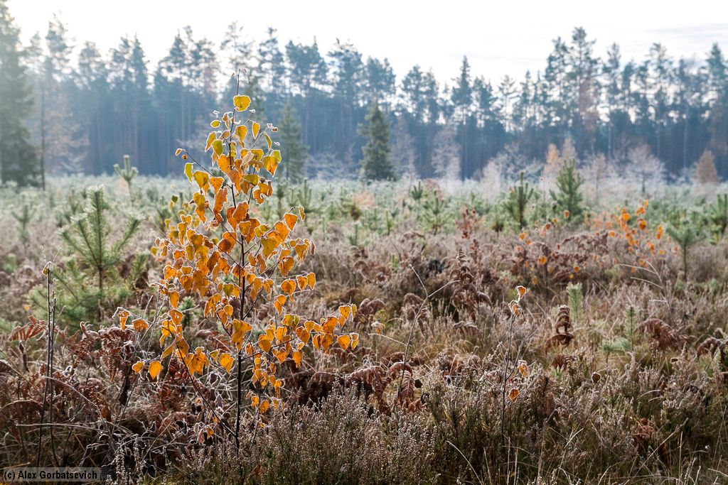 ������� ���������