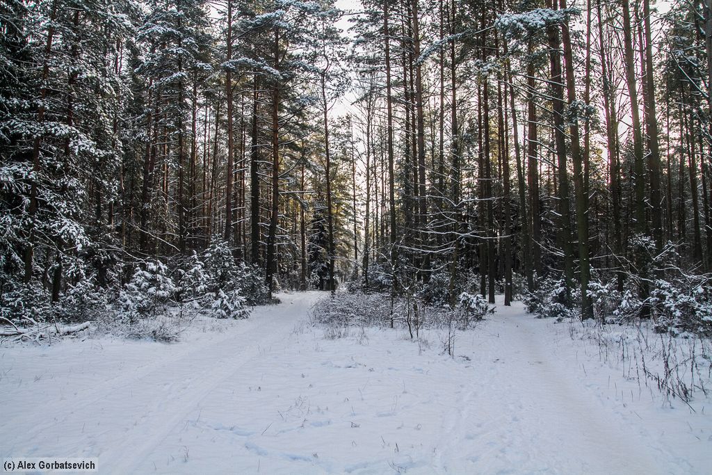 ������ ���