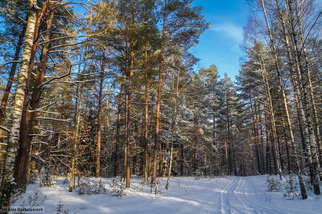 ������ ���