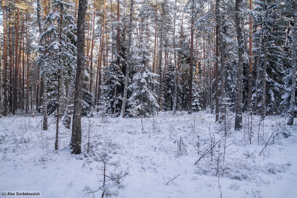 ������ ���