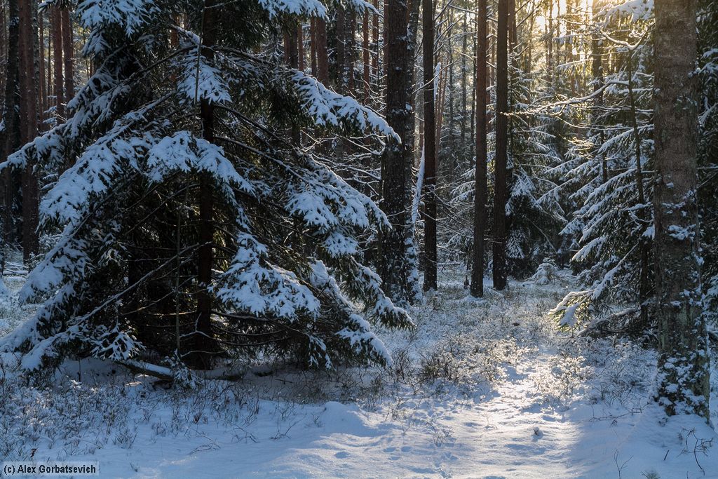 ������ ���