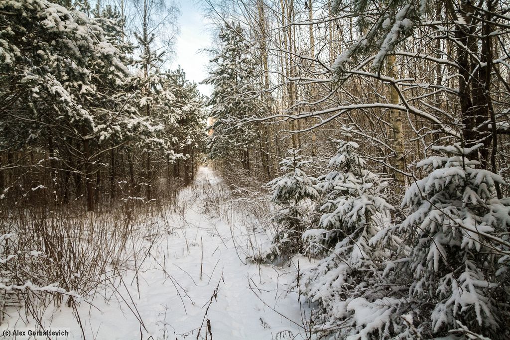 ������ ���