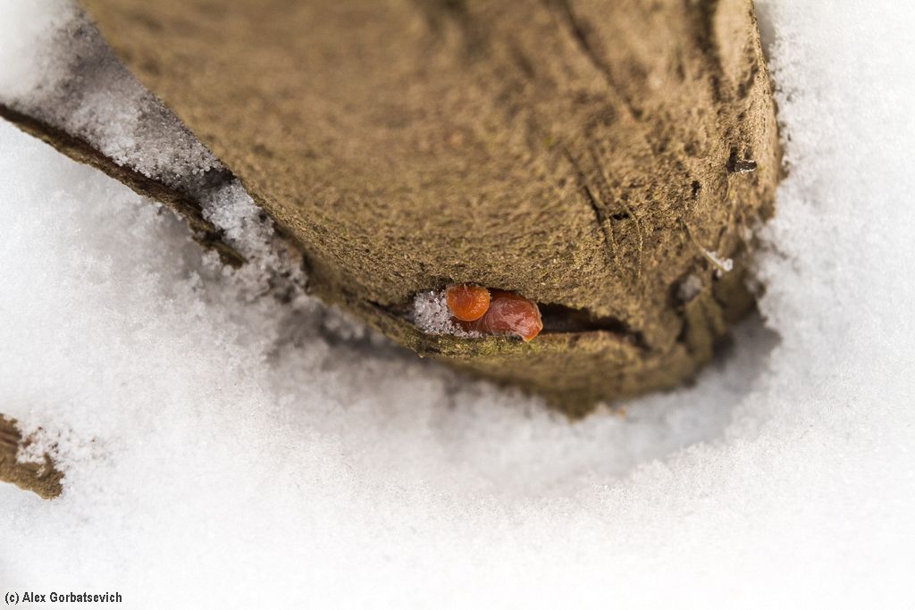 ����� ������