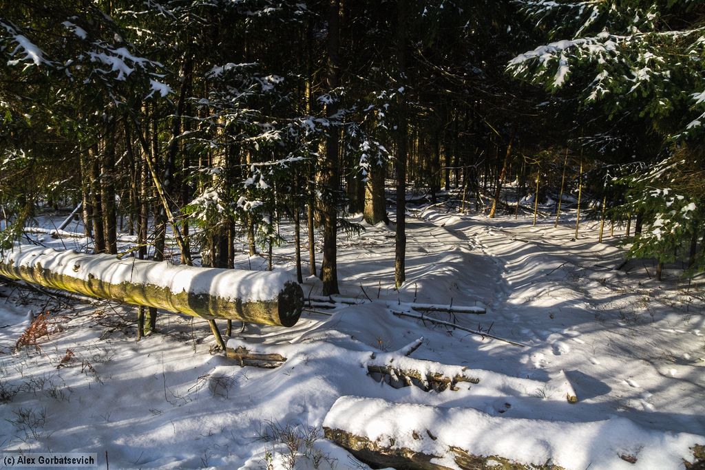 ������ ���