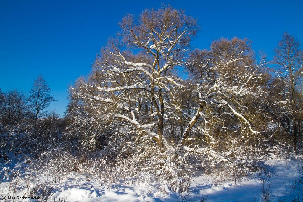 ������� �����