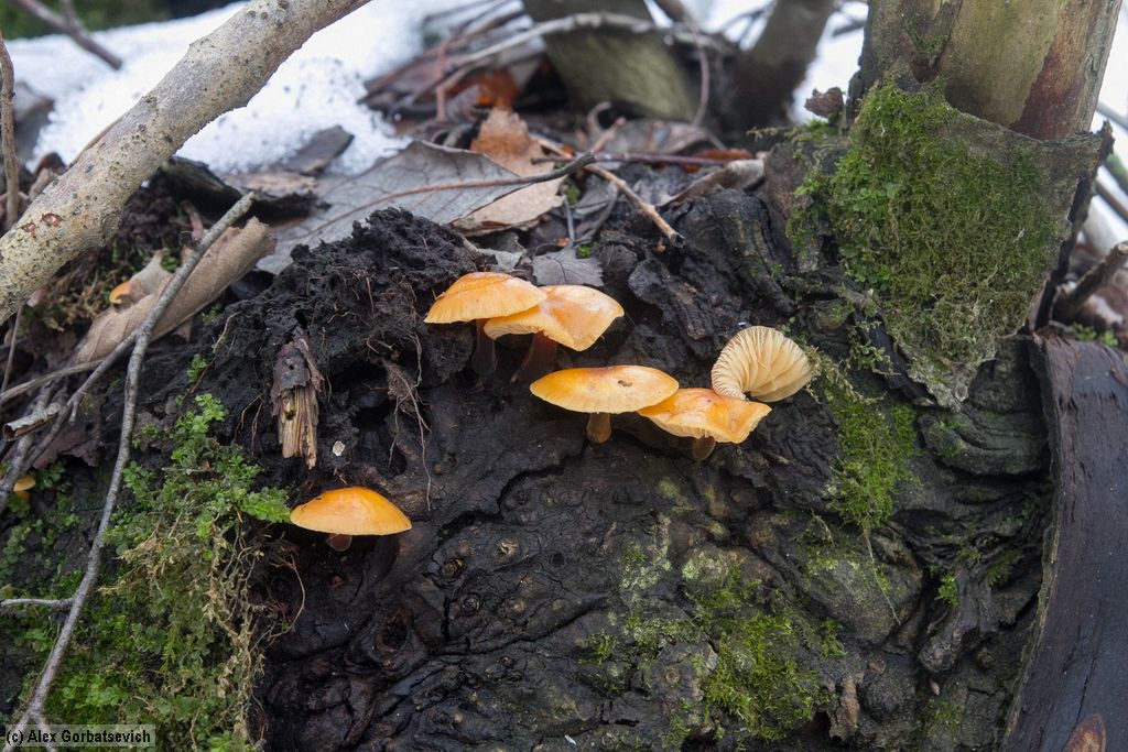 � ����� �����... �..