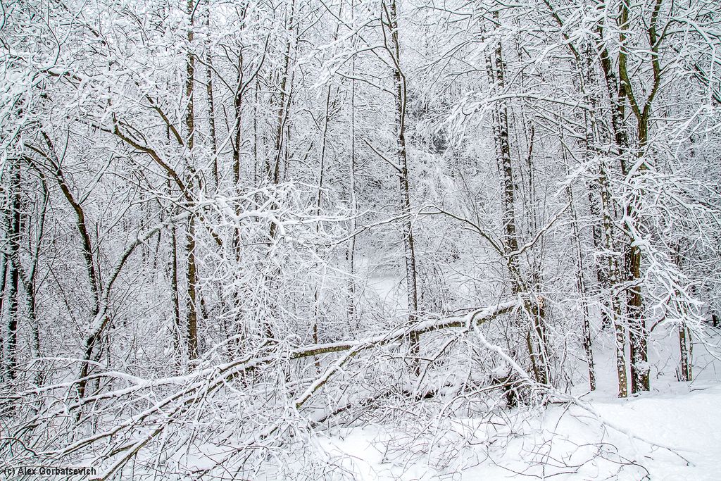 ������ ���