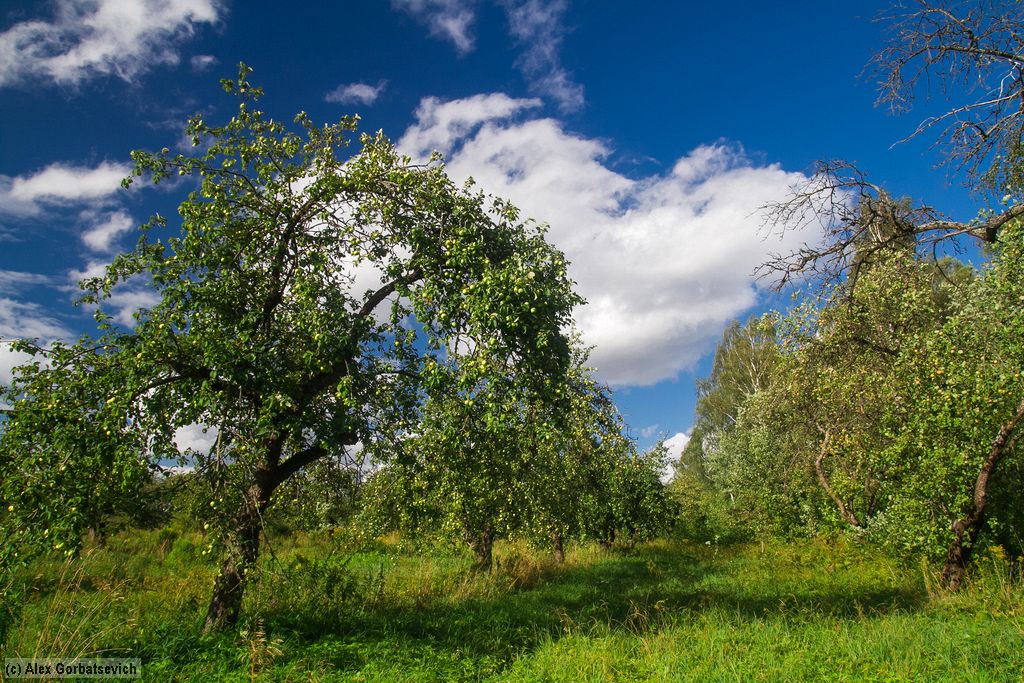 ��������� ���