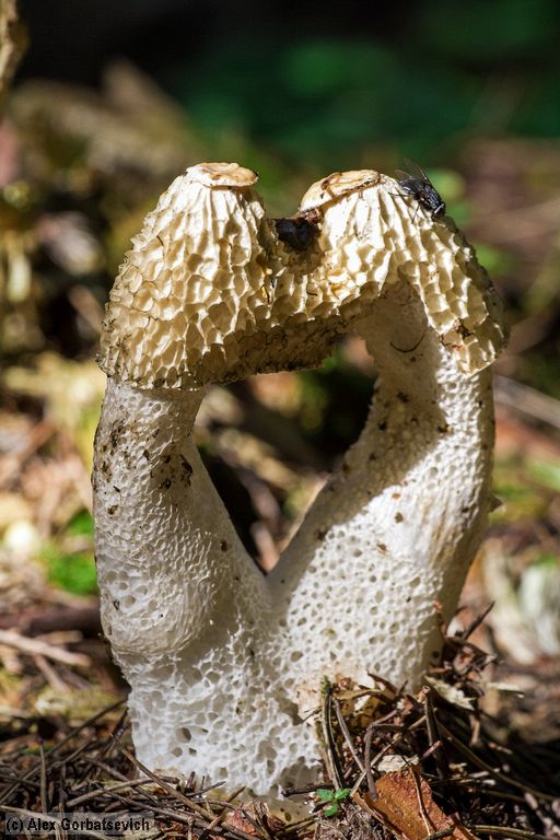 ������������� �������