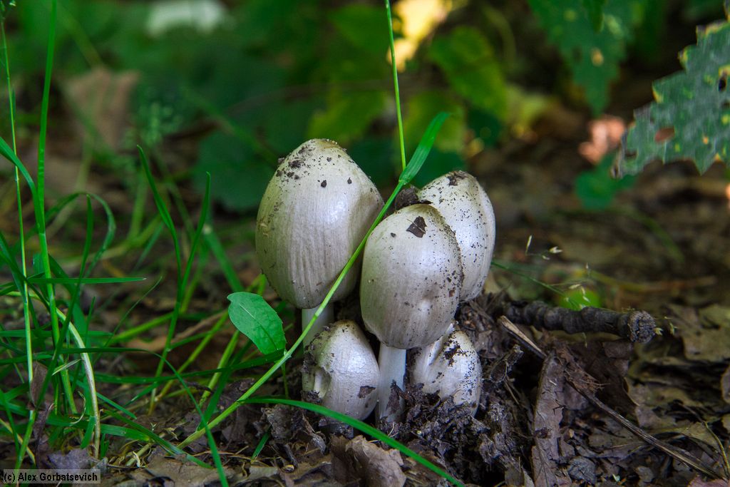 ������� �������