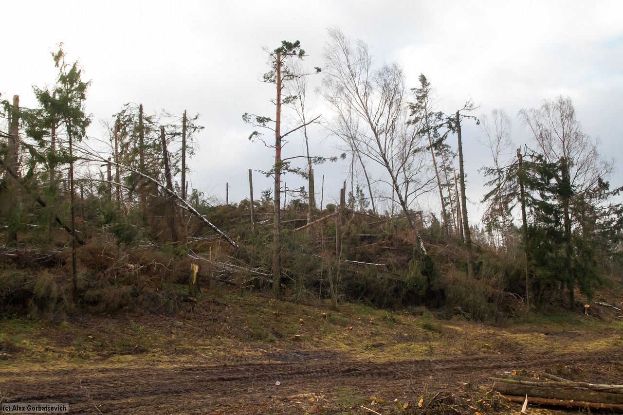 ������ �����������