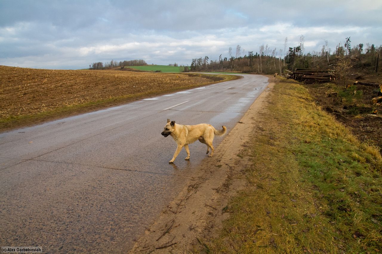 ���� ������