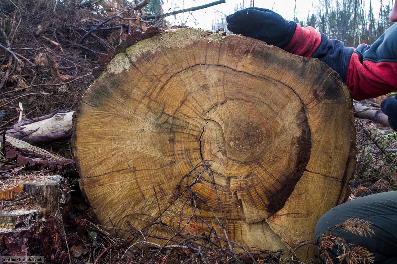 ���� �����